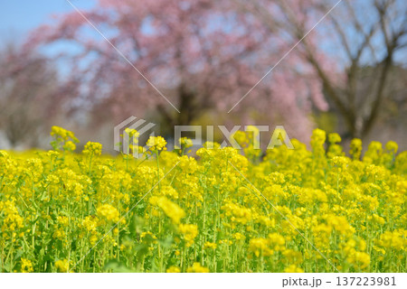 菜の花と大島桜 137223981