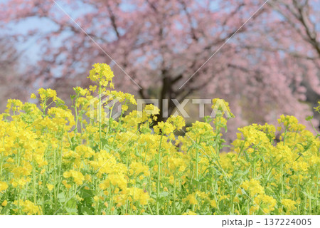 菜の花と大島桜 菜の花と大島桜 137224005