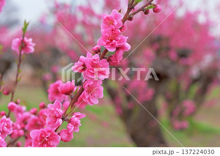 桃の花 137224030