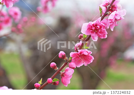 桃の花 137224032