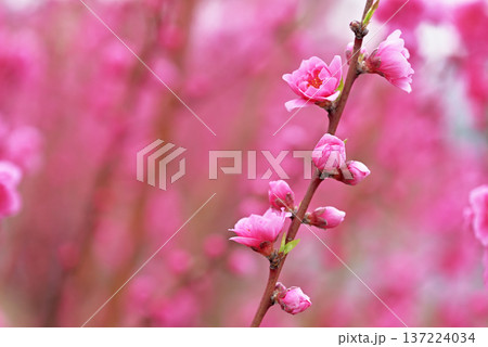 桃の花 137224034