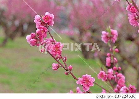 桃の花 137224036