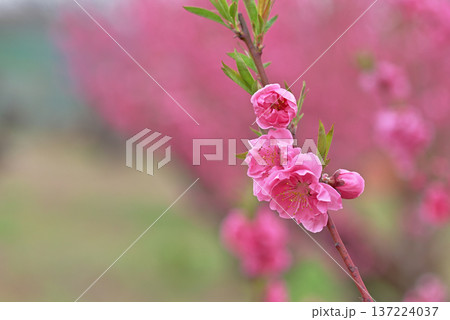 桃の花 137224037