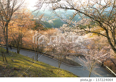 吉野山(上千本)の桜 137224064