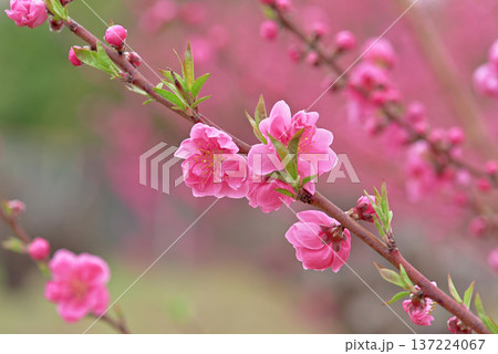桃の花 137224067