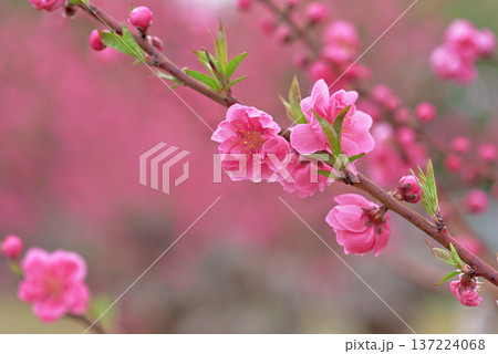 桃の花 137224068