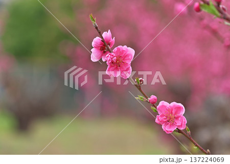 桃の花 137224069