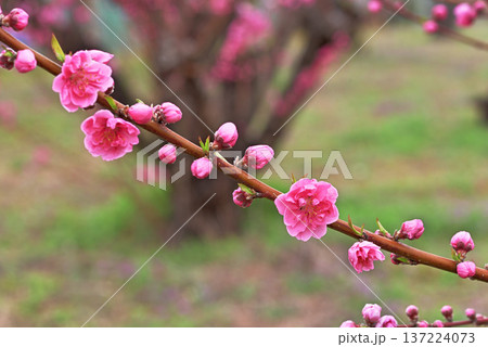 桃の花 137224073