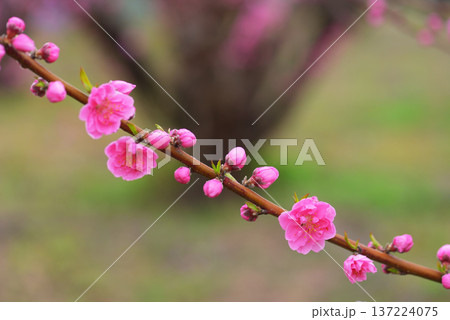 桃の花 137224075
