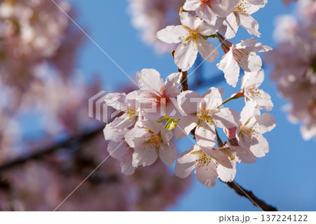 青空に映える満開の桜 青空に映える満開の桜 137224122