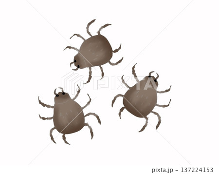 複数のダニのイラスト 137224153