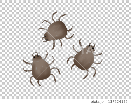 複数のダニのイラスト 137224153