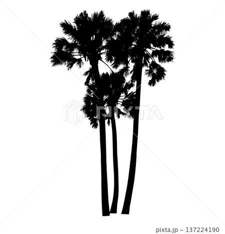 Tropical Palm Tree Silhouettes Tropical Palm Tree Silhouettes 137224190