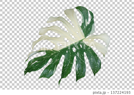 Monstera deliciosa 'Thai Constellation' 137224193