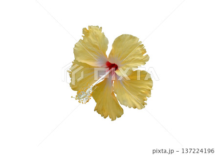 Yellow Hibiscus Flower  137224196