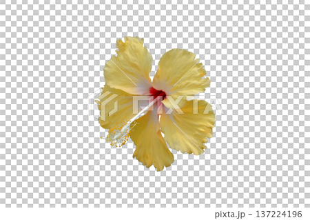 Yellow Hibiscus Flower  137224196