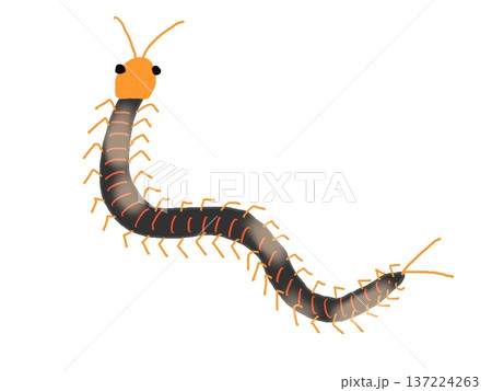 クネクネするムカデのイラスト 137224263