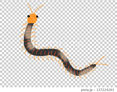 クネクネするムカデのイラスト 137224263
