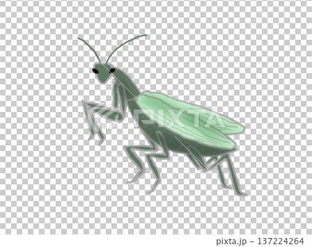 Mantis illustration 137224264