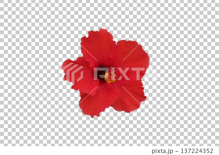 Red Hibiscus flower or Chinese rose (Hibiscus rosa sinensis Linn. "Cooperi") 137224352