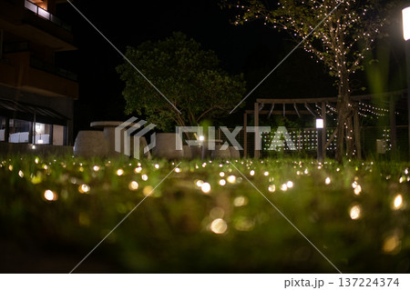 芝生の上で輝くイルミネーションのイメージ 芝生の上で輝くイルミネーションのイメージ 137224374