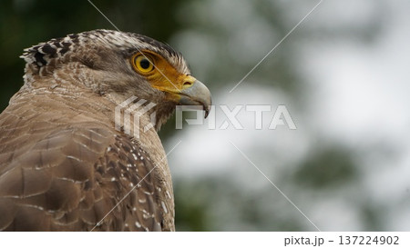 逃さない視線・決断力とリーダーシップのイメージ 137224902