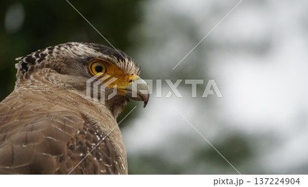 集中と精密さを表す力強い横顔ポートレート 137224904