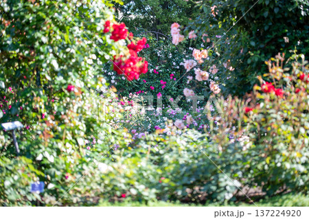 満開のバラの庭園　春・秋イメージ 137224920