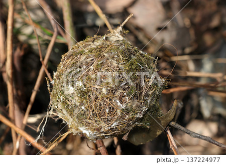 日本の野鳥・メジロの苔やシュロを丸く編んで作られた使用済みの古巣底部（アウトドア鳥類マクロ撮影） 137224977