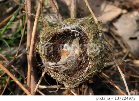 日本の野鳥・メジロの丸くて精巧に作られた使用済みの古巣(アウトドアフィールド鳥類マクロ撮影) 日本の野鳥・メジロの丸くて精巧に作られた使用済みの古巣(アウトドアフィールド鳥類マクロ撮影) 137224978
