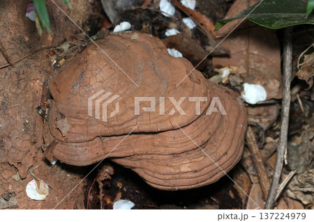 落葉土壌に梅の散る花弁と大きなコフキサルノコシカケ茸（アウトドアフィールド菌・キノコ類マクロ撮影） 137224979