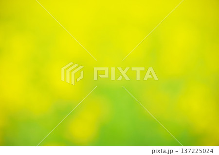 イエロー系 　背景素材 137225024