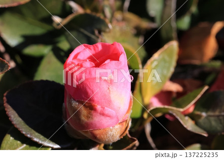 クローズアップ撮影した開き始めた椿の花 137225235