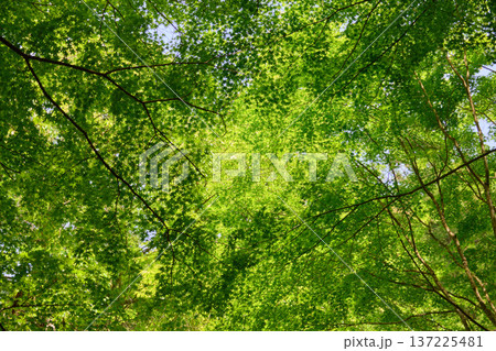 【くらがり渓谷】春の空を覆う新緑のもみじ 137225481
