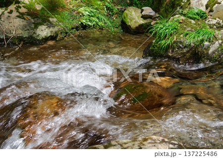 【くらがり渓谷】春の渓流の流れと新緑 137225486