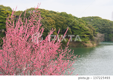 【佐布里池】池を背景に咲くピンク色の梅 【佐布里池】池を背景に咲くピンク色の梅 137225493