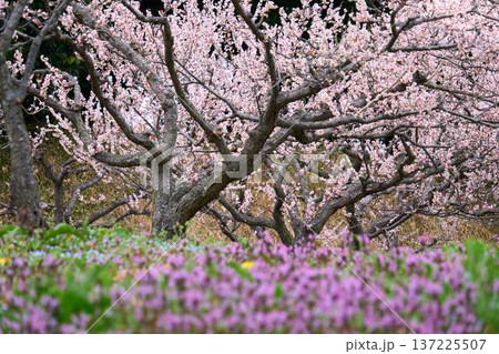 【佐布里池】紫色の草花と満開の梅林 【佐布里池】紫色の草花と満開の梅林 137225507
