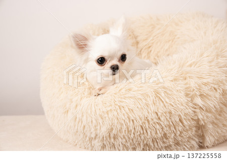 白バックとベッドに入ったチワワ 137225558