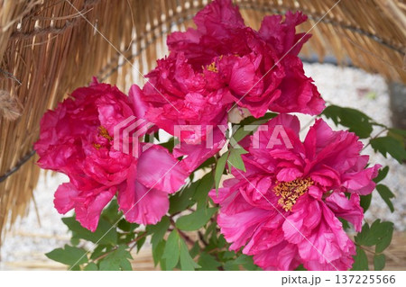 牡丹の花 紅輝獅子 牡丹の花 紅輝獅子 137225566