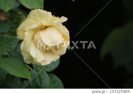 薔薇 伊豆の踊り子 2 137225904