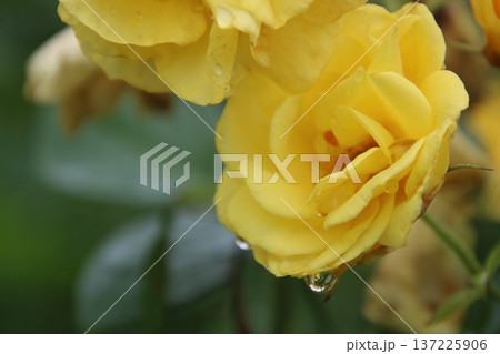 薔薇 伊豆の踊り子 4 137225906