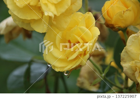 薔薇 伊豆の踊り子 5 薔薇 伊豆の踊り子 5 137225907