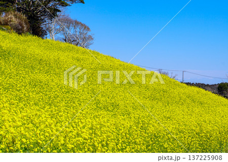 斜面に広がる一面の菜の花畑 斜面に広がる一面の菜の花畑 137225908