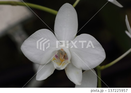 原種ラン ファレノプシス・アマビリス（Phalaenopsis amabilis） 白い胡蝶蘭の花  137225957