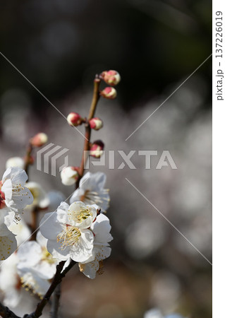 梅の花 梅の花 137226019