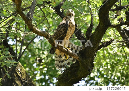 オオタカ ヒナ 木に掴まる オオタカ ヒナ 木に掴まる 137226045