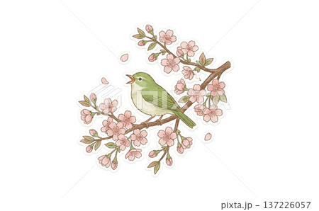 桜の木で鳴いているウグイス 桜の木で鳴いているウグイス 137226057