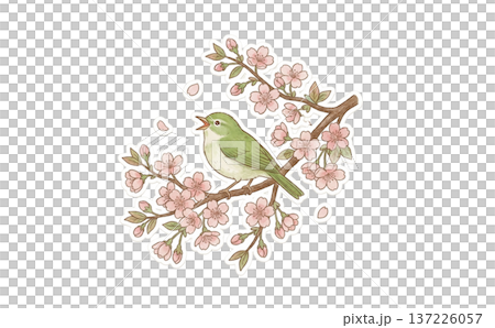 一隻日本林鶯在櫻花樹上鳴叫 137226057