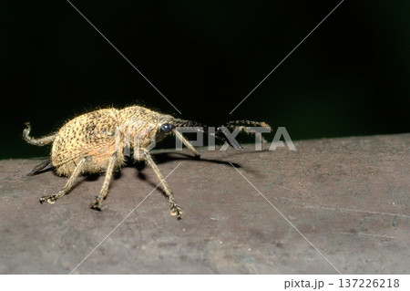 シギゾウムシの一種 137226218