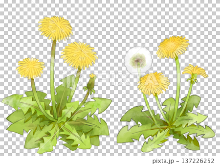 Dandelion illustration, hand-drawn, watercolor style 137226252